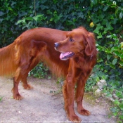 Photo de Setter irlandais rouge