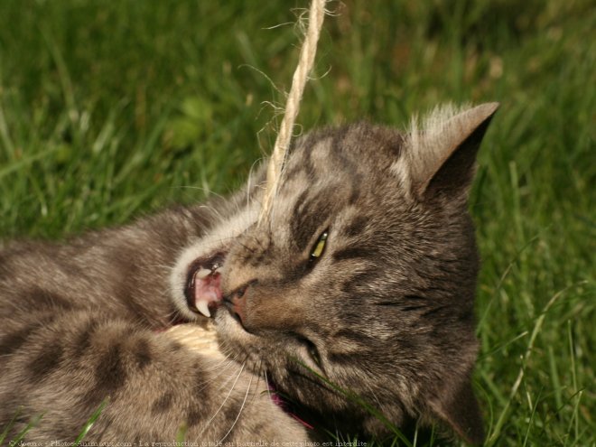 Photo de Chat domestique