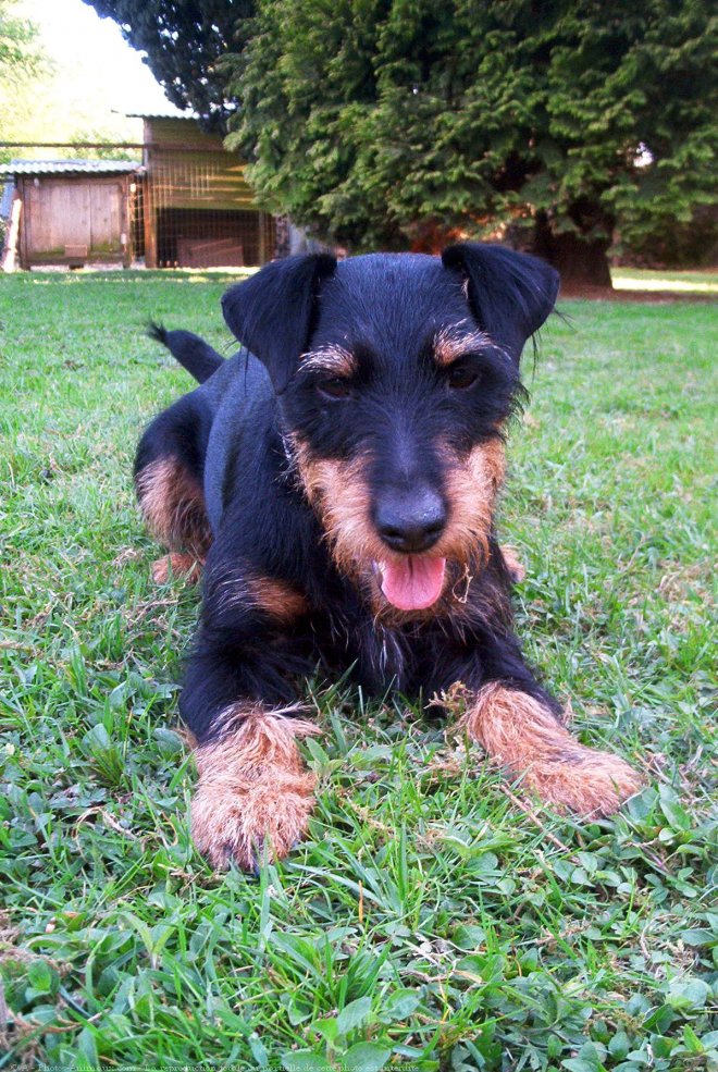 Photo de Jagdterrier allemand