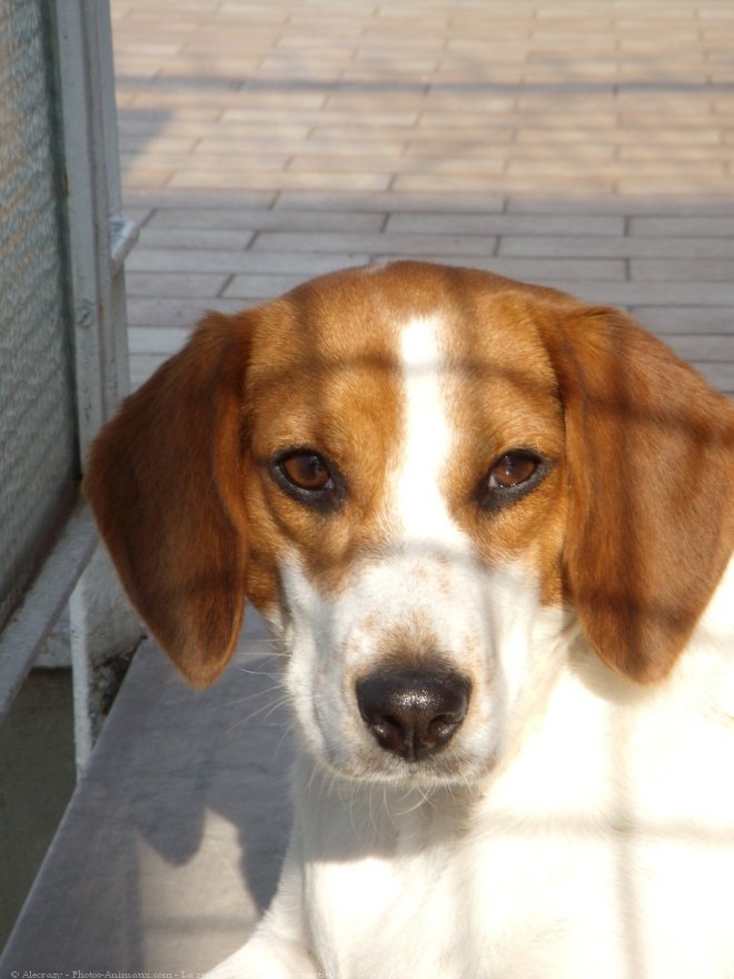 Photo de Beagle