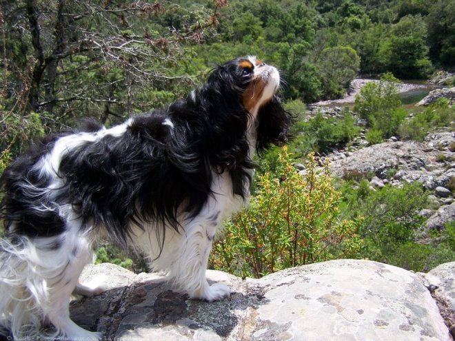 Photo de Cavalier king charles spaniel