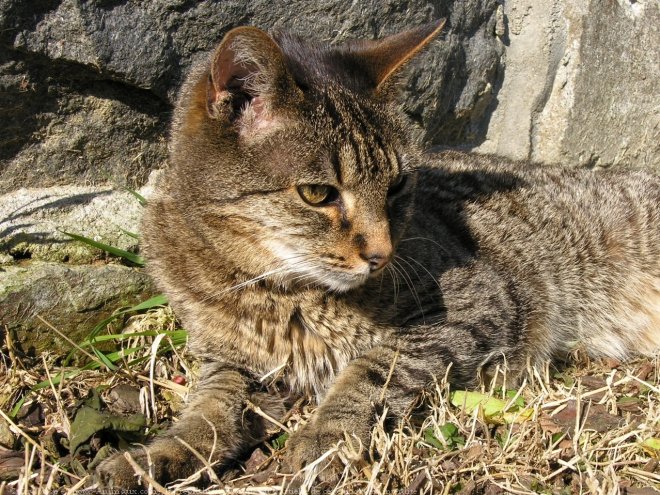 Photo de Chat domestique