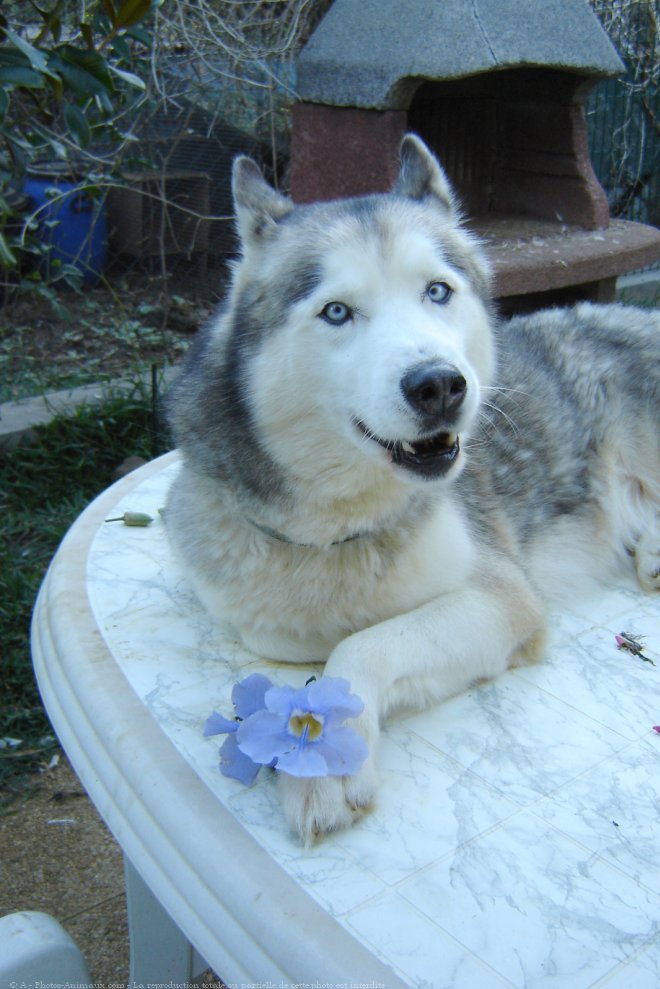 Photo de Husky siberien