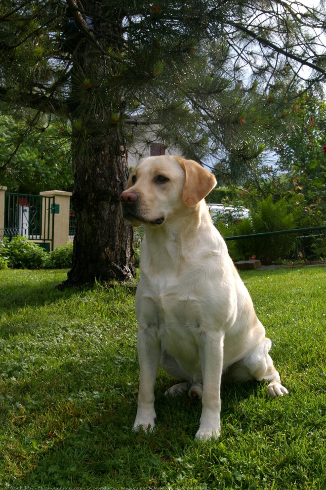 Photo de Labrador retriever