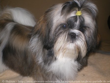 Photo de Shih tzu