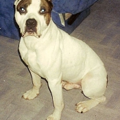 Photo d'American staffordshire terrier