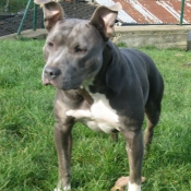 Photo d'American staffordshire terrier