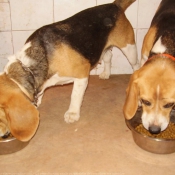 Photo de Beagle