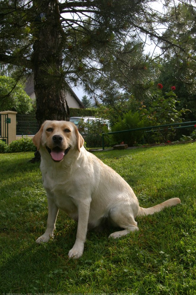 Photo de Labrador retriever