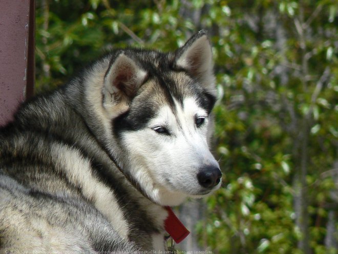 Photo de Husky siberien