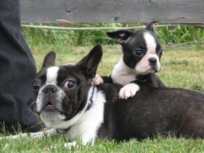 Photo de Boston terrier