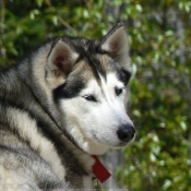 Photo de Husky siberien