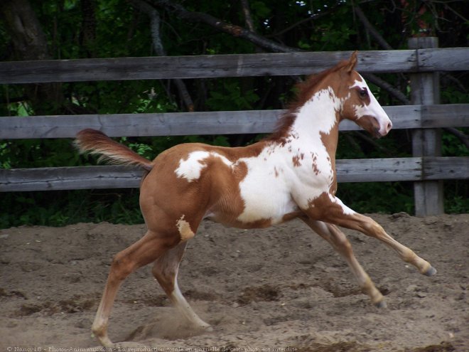 Photo de Paint horse