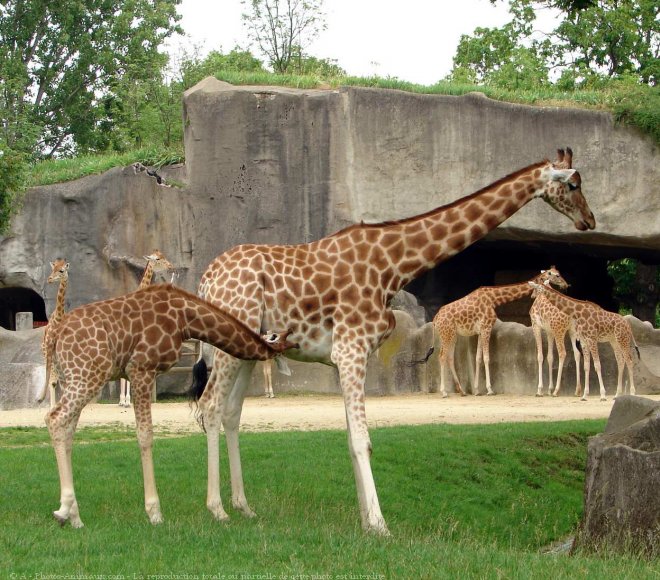 Photo de Girafe