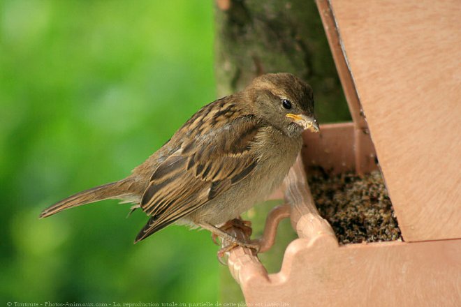 Photo de Moineau