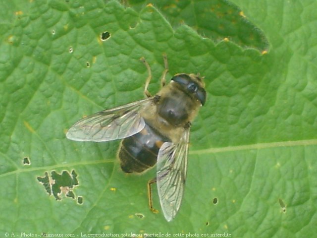 Photo d'Abeille