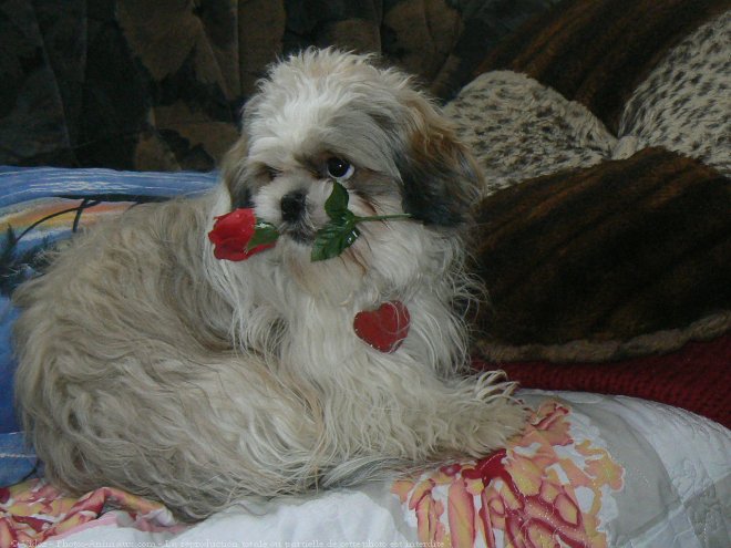 Photo de Shih tzu