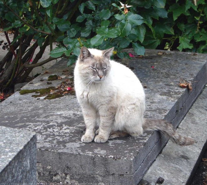 Photo de Chat domestique