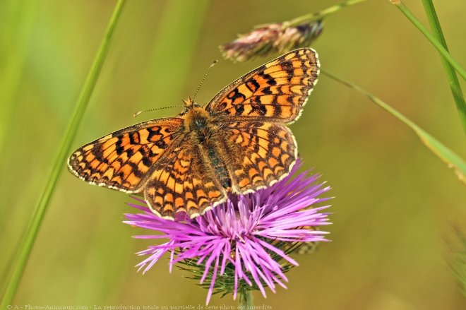 Photo de Papillon