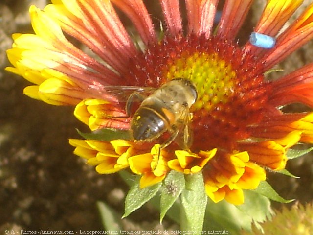 Photo d'Abeille