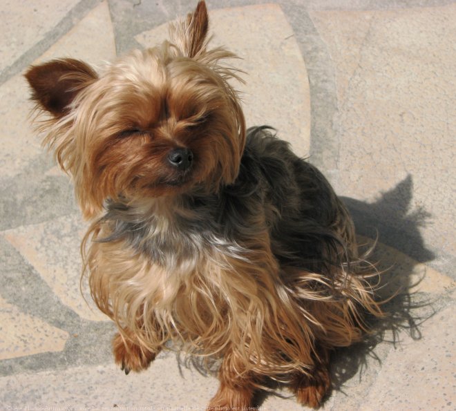 Photo de Yorkshire terrier