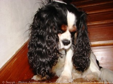 Photo de Cavalier king charles spaniel