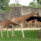 Photo de Girafe