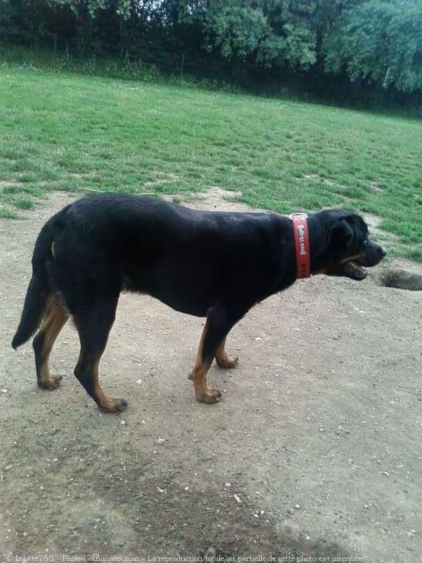 Photo de Rottweiler