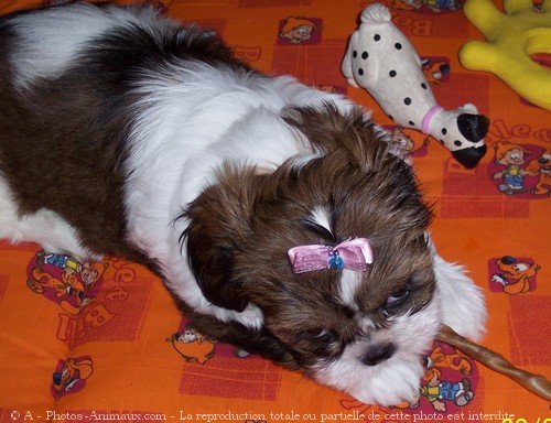 Photo de Shih tzu