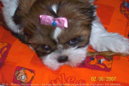 Photo de Shih tzu