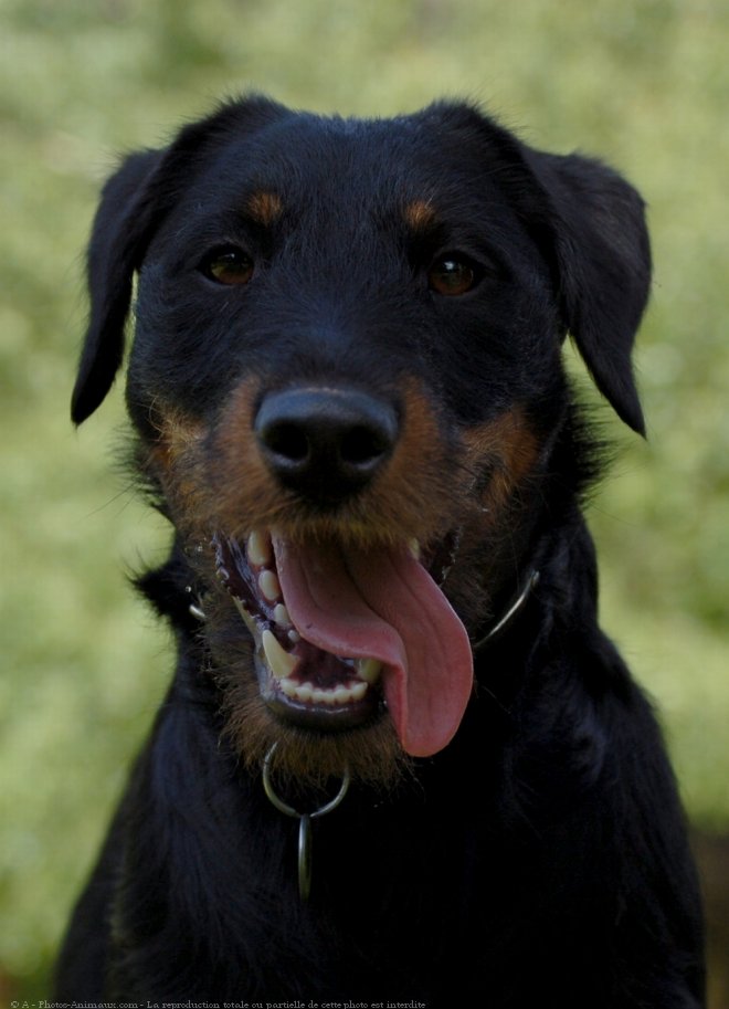 Photo de Jagdterrier allemand