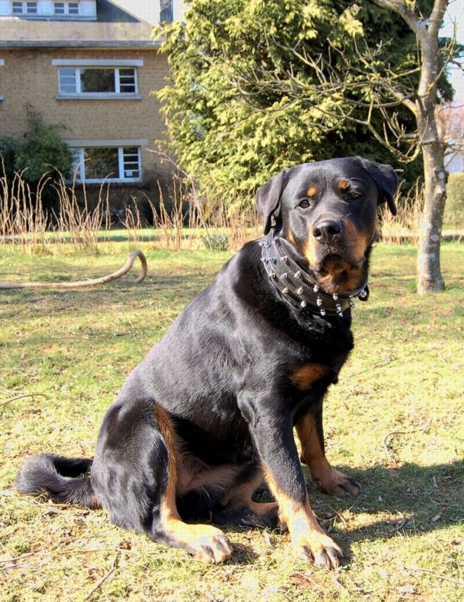 Photo de Rottweiler