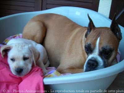 Photo de Boxer