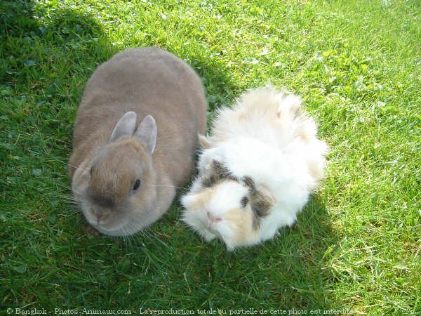 Photo de Cochon d'inde - races diffrentes