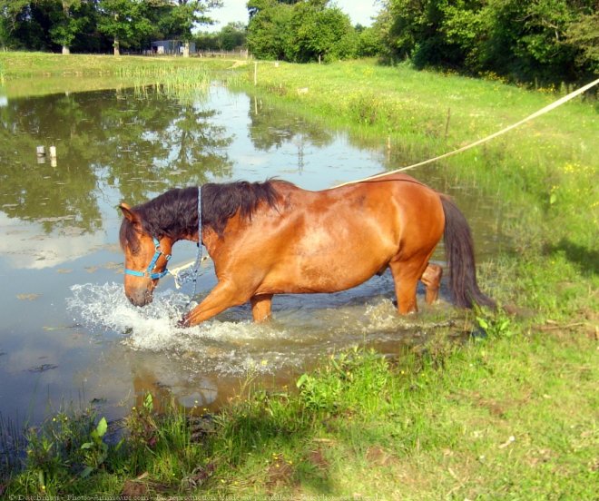 Photo de Poney franais de selle