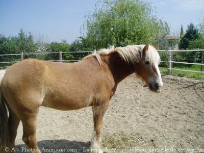 Photo de Haflinger