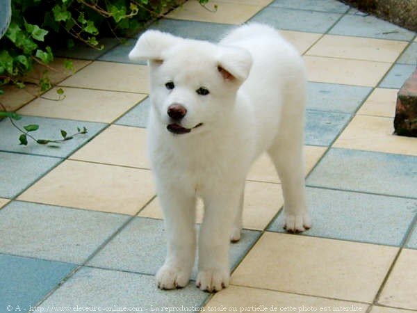 Photo d'Akita inu