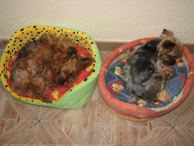 Photo de Yorkshire terrier