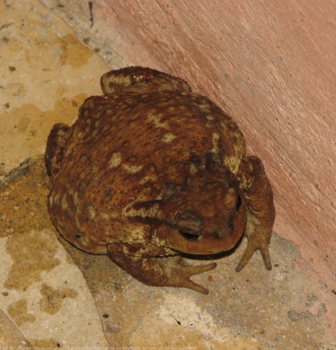 Photo de Crapaud