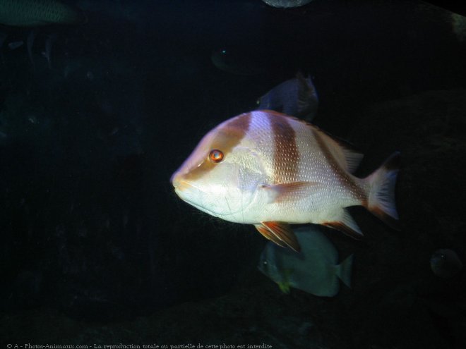 Photo de Poissons exotiques