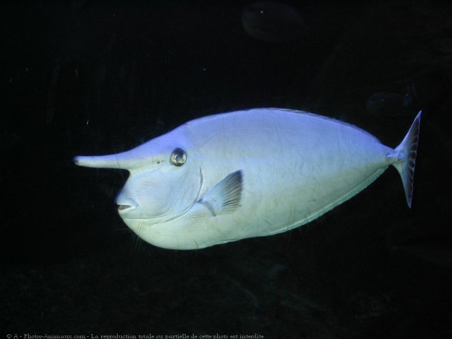 Photo de Poissons exotiques