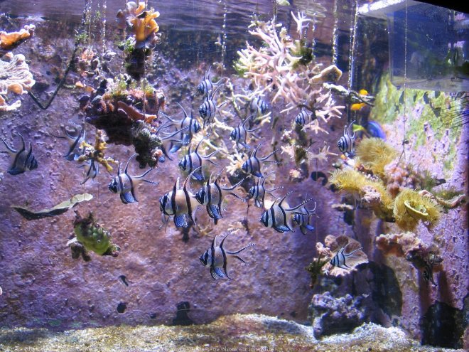 Photo de Poissons exotiques