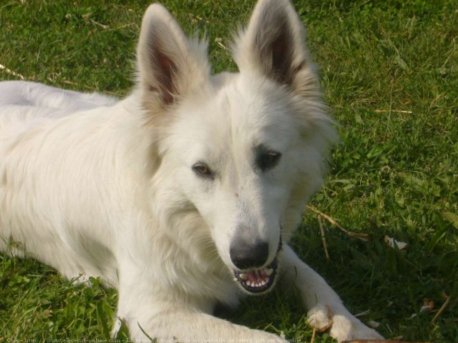 Photo de Berger blanc suisse