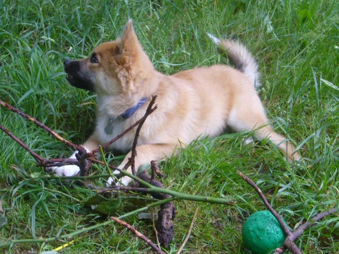 Photo de Chien de berger islandais