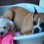 Photo de Boxer