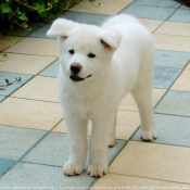 Photo d'Akita inu