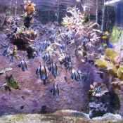 Photo de Poissons exotiques