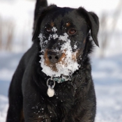 Photo de Jagdterrier allemand