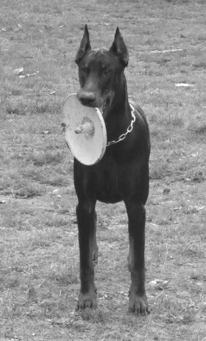 Photo de Dobermann