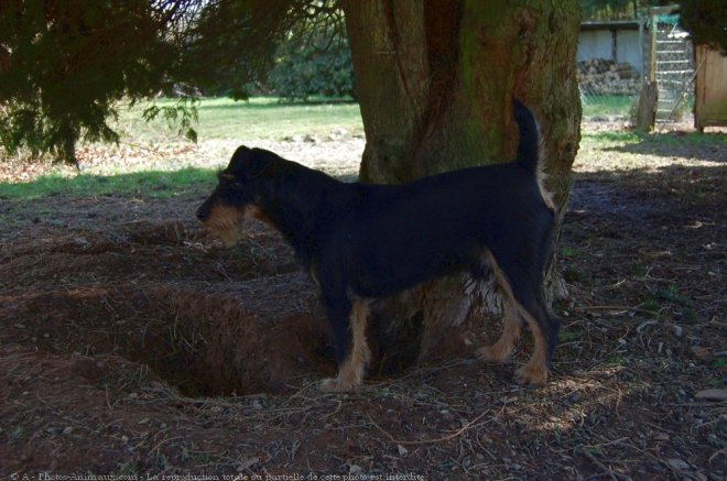 Photo de Jagdterrier allemand